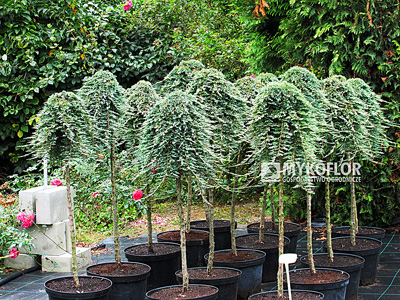Juniperus horizontalis Glacier na punkcie sprzedaży