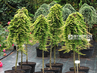 Juniperus horizontalis Golden Carpet na placu sprzedaży