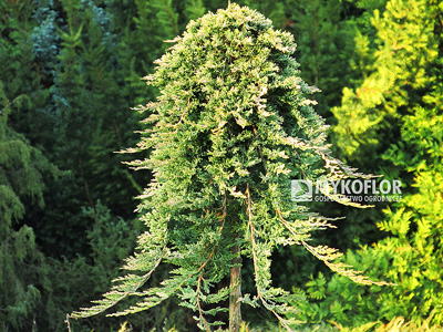 Juniperus horizontalis Golden Carpet - przykładowy materiał oferowany do sprzedaży