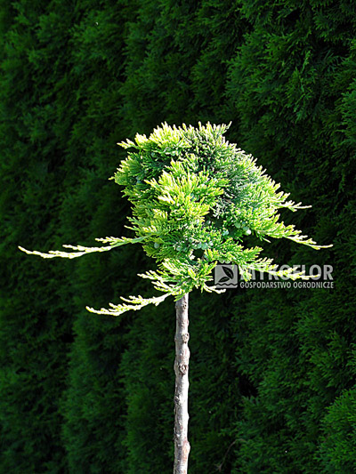 Juniperus horizontalis Golden Carpet Pa min 90cm