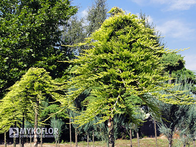 Juniperus horizontalis Golden Carpet Pa min 90cm