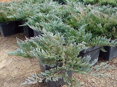 Juniperus horizontalis Hughes