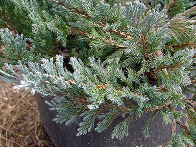 Juniperus horizontalis Hughes