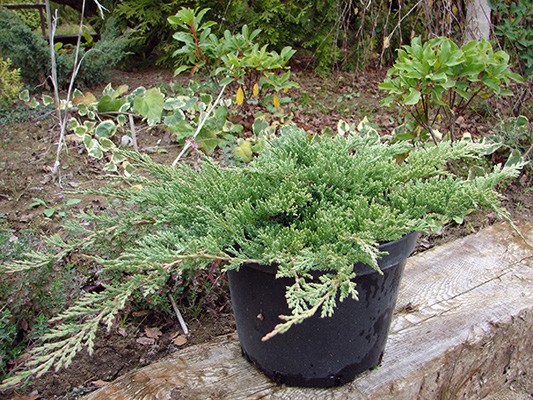 Juniperus horizontalis Prince of Wales