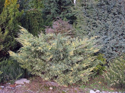 Juniperus media Blue and Gold