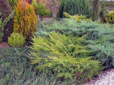Juniperus media Mordigan Gold