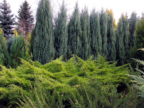 Juniperus media Pfitzeriana Aurea