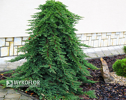 Juniperus procumbens Nana Pa min 90cm