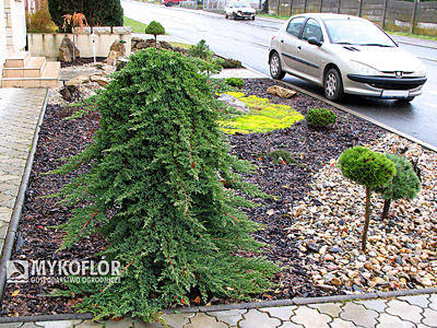 Juniperus procumbens Nana Pa min 90cm