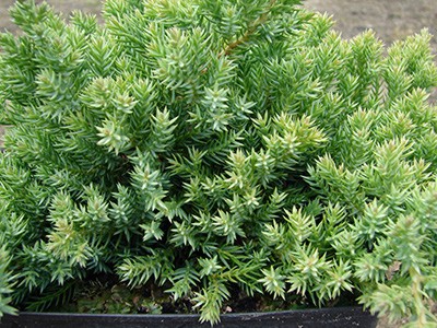Juniperus procumbens Nana