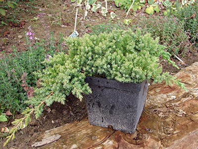 Juniperus procumbens Nana