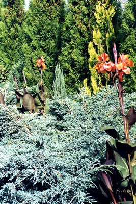 Juniperus squamata Blue Carpet