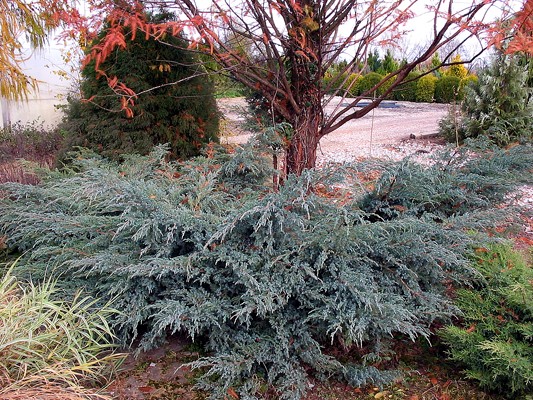 Juniperus squamata Blue Carpet