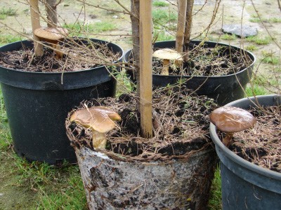 Larix decidua