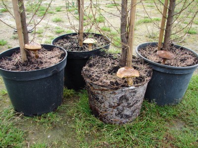 Larix decidua