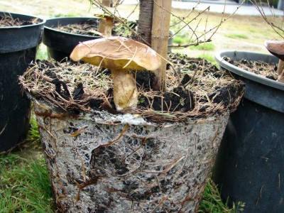 Larix decidua