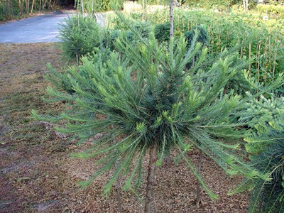 Larix decidua Kórnik