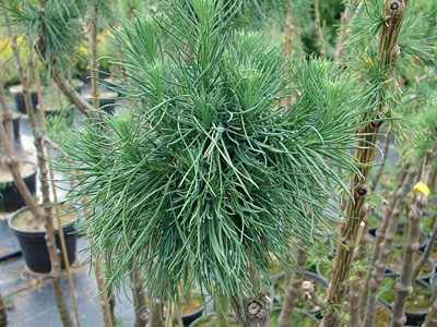 Larix decidua Kórnik