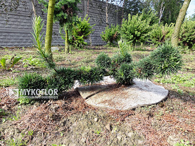 Larix decidua Krejči