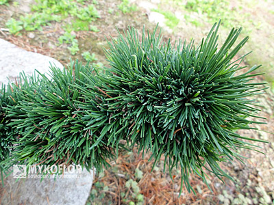 Larix decidua Krejči
