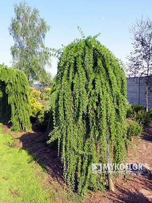 Larix decidua Repens Pa 100-120cm