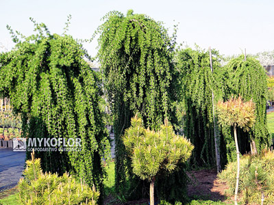 Larix decidua Repens Pa 100-120cm