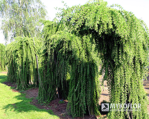 Larix decidua Repens Pa 100-120cm