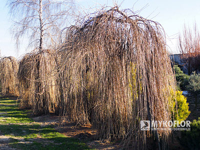 Larix decidua Repens Pa 100-120cm