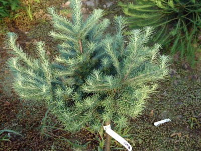 Larix kaempferi Cupido