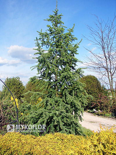 Larix kaempferi Diana