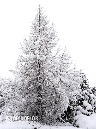 Larix kaempferi Diana