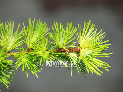 Larix kaempferi Magic Gold