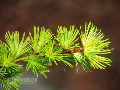 Larix kaempferi Magic Gold