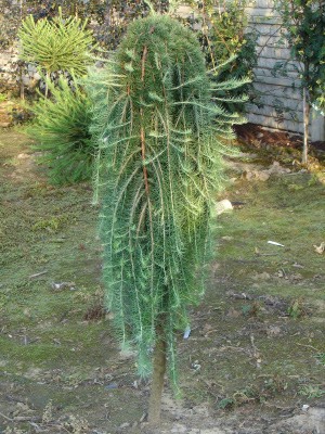 Larix kaempferi Stiff Weeper