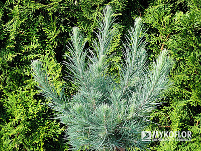 Larix laricina Deborah Waxman