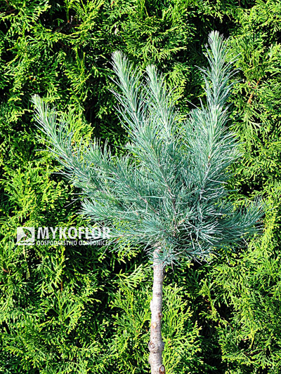 Larix laricina Deborah Waxman