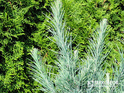 Larix laricina Deborah Waxman