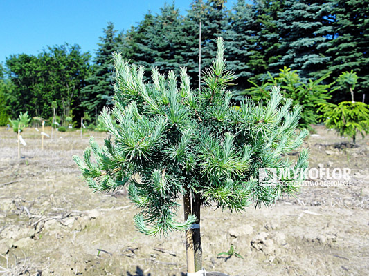 Larix laricina Newport Beauty