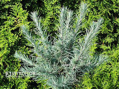 Larix x eurolepis Almrauschlütte