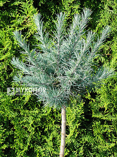 Larix x eurolepis Almrauschlütte