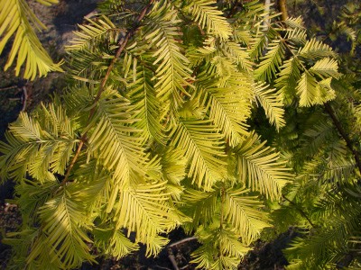 Metasequoia glyptostroboides Goldrush