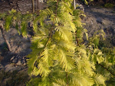 Metasequoia glyptostroboides Goldrush