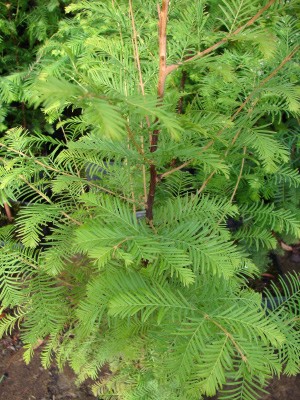Metasequoia glyptostroboides