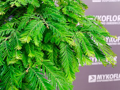 Metasequoia glyptostroboides 'Schirrmann's Nordlicht' – zbliżenie igieł