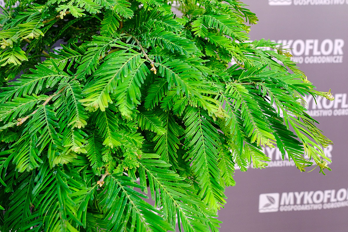 Metasequoia glyptostroboides 'Schirrmann's Nordlicht' – zbliżenie igieł