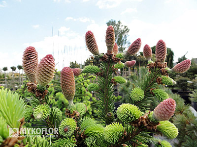 Picea abies Acrocona