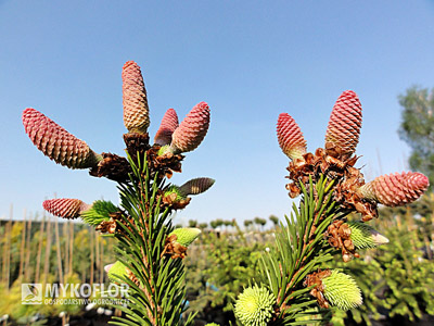 Picea abies Acrocona