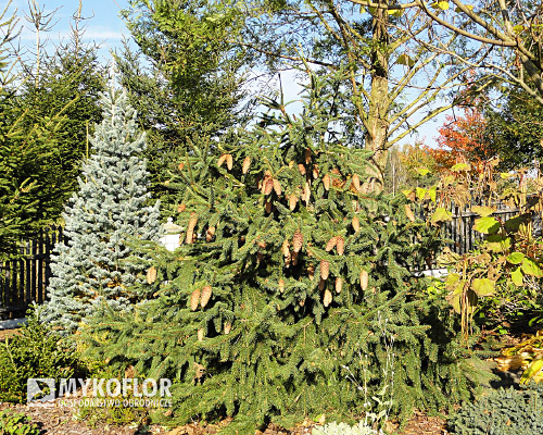 Picea abies Acrocona