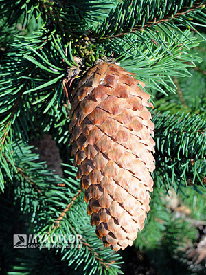 Picea abies Acrocona