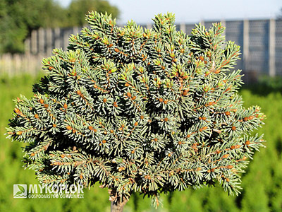 Picea abies Ami